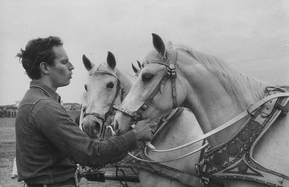 Charlton Heston acariciando unos caballos blancos